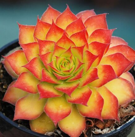 Saulrietenis 'Gold Nugget'